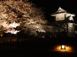 桜と石川門（金沢市）