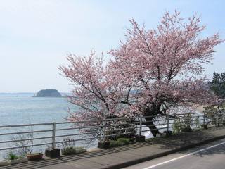谷崎の桜（石川県珠洲市）