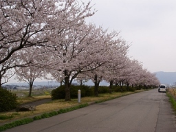 手取川堤防（川北町）