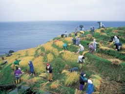 白米千枚田（輪島市）