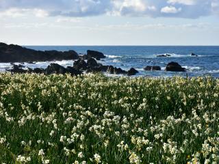 越前海岸の水仙（福井県越前町）