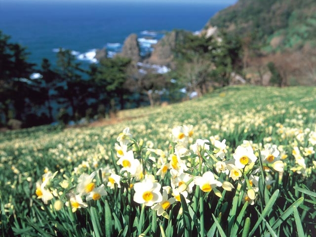 越前海岸の水仙（福井県越前町）