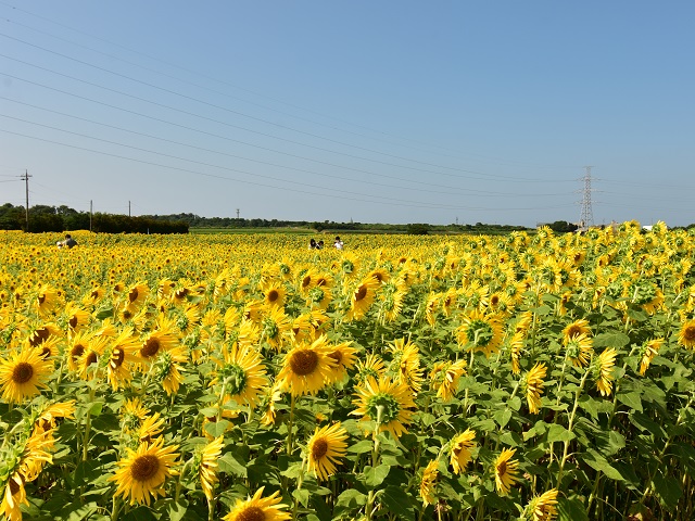 池上ひまわりパーク（福井県坂井市）