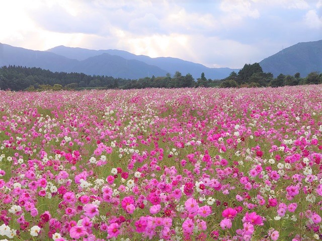 やくしがみコスモスの園（福井県勝山市）