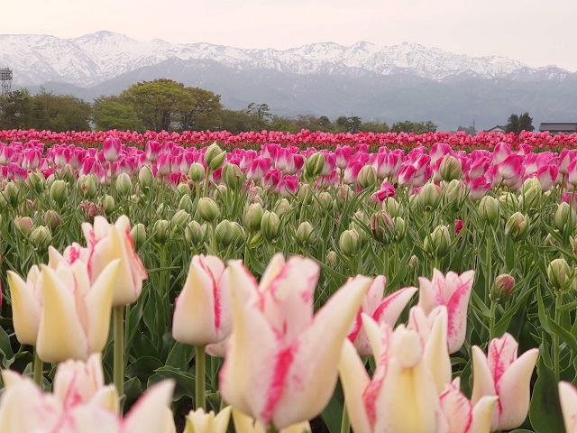 にゅうぜんフラワーロード（富山県入善町）