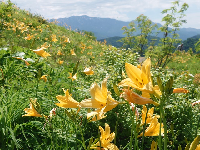 白山高山植物園（石川県白山市）